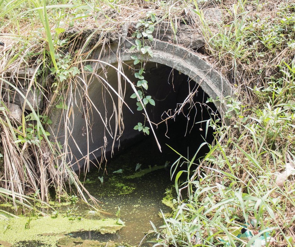 draincare-with-twc-tree-root-trouble